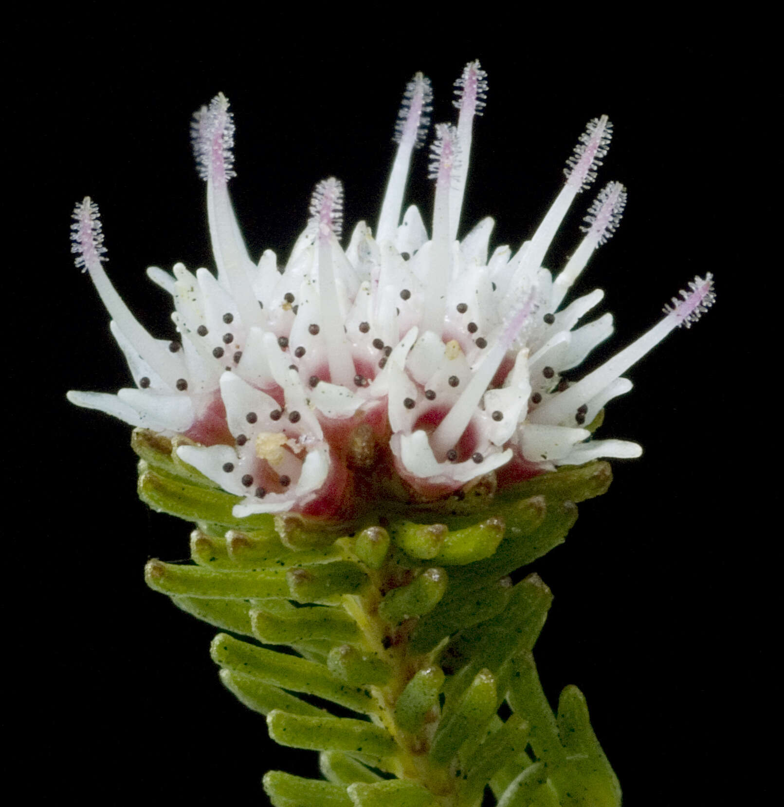 Sivun Darwinia diosmoides (DC.) Benth. kuva