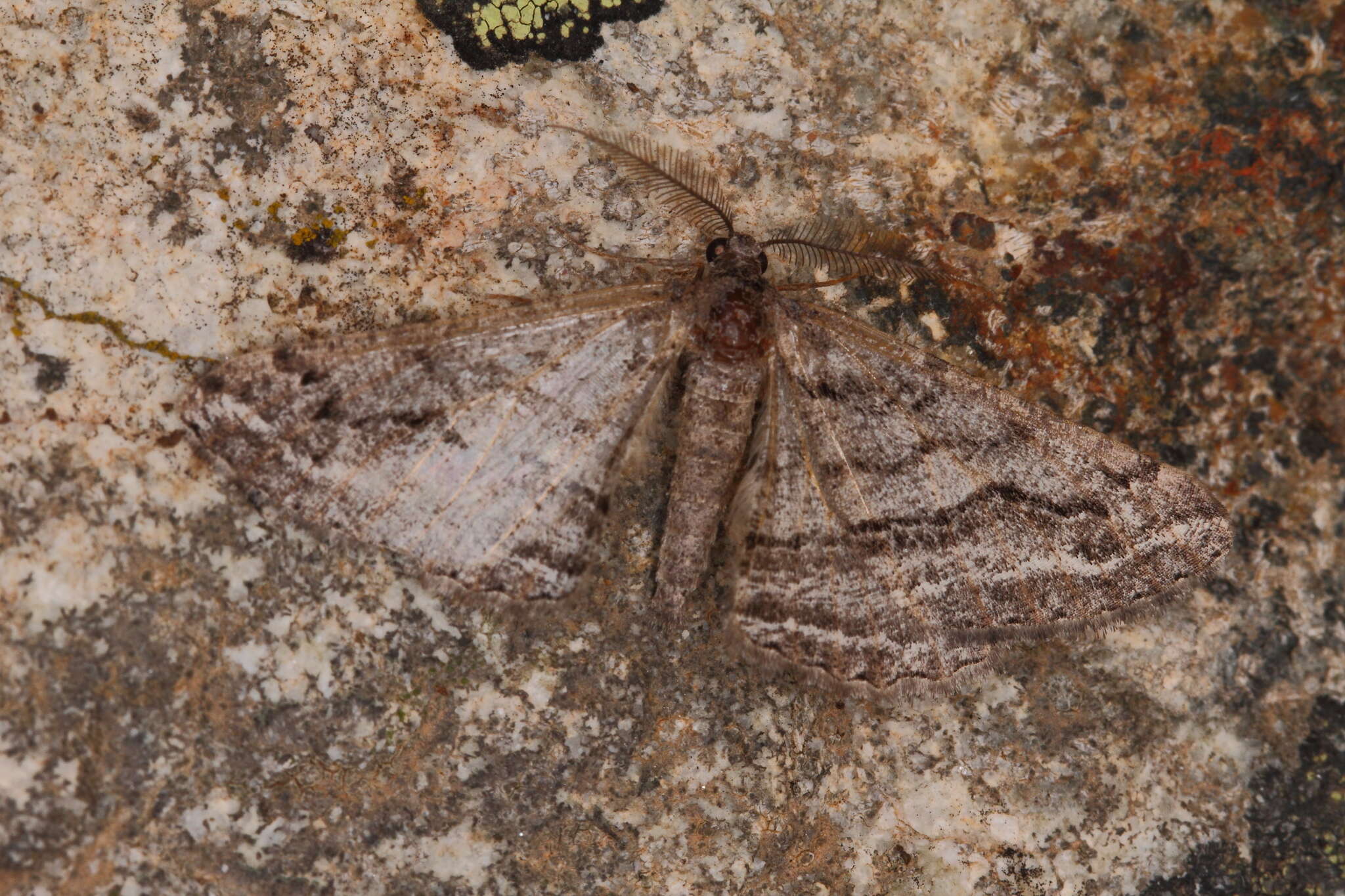 Plancia ëd Calamodes occitanaria Duponchel 1829