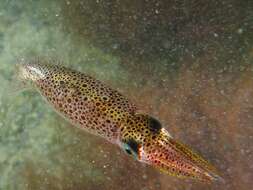 Image of Patagonian Longfin Squid