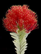 Image of Melaleuca velutina (Turcz.) Craven & R. D. Edwards