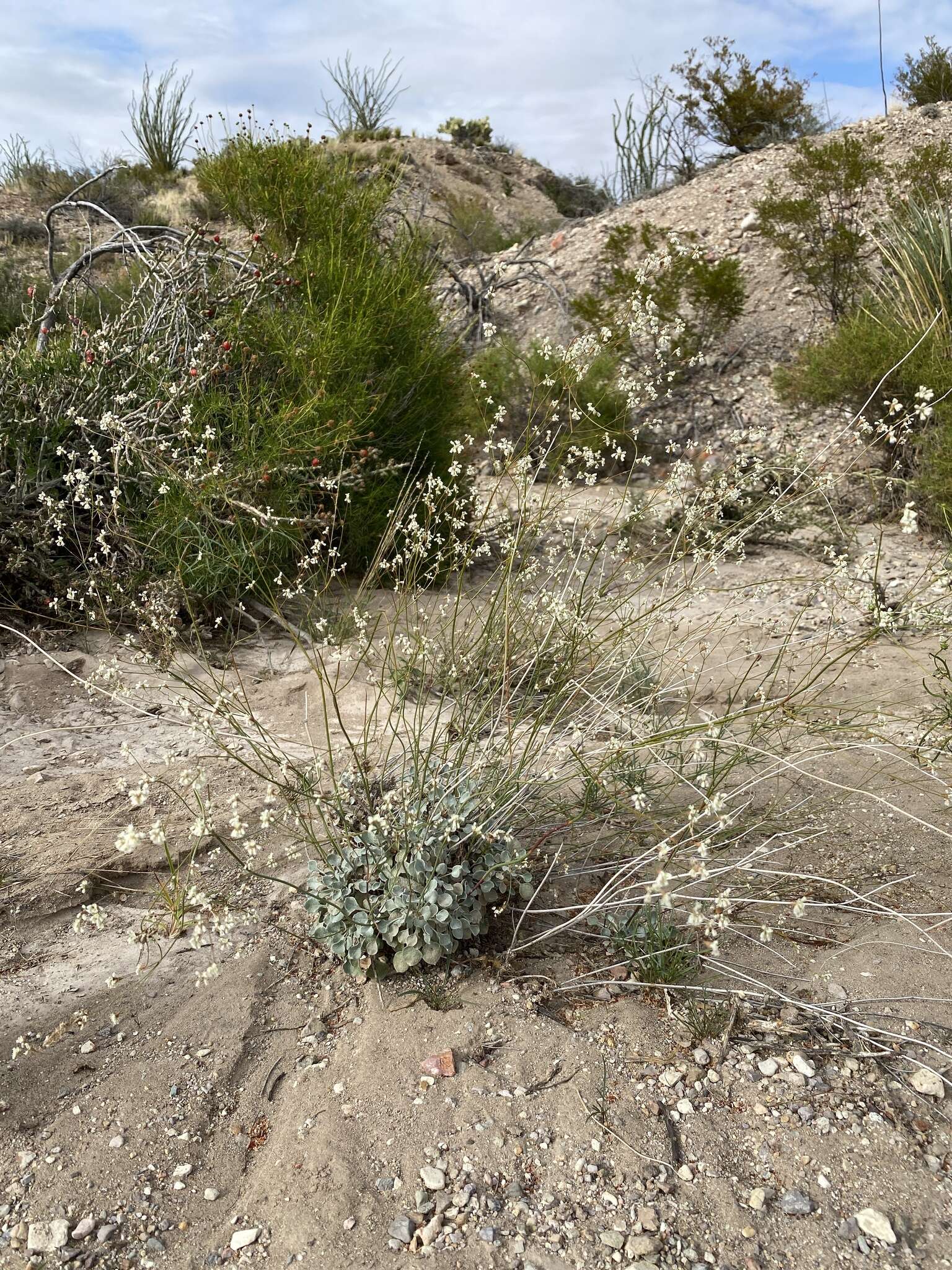 صورة Eriogonum tenellum Torrey