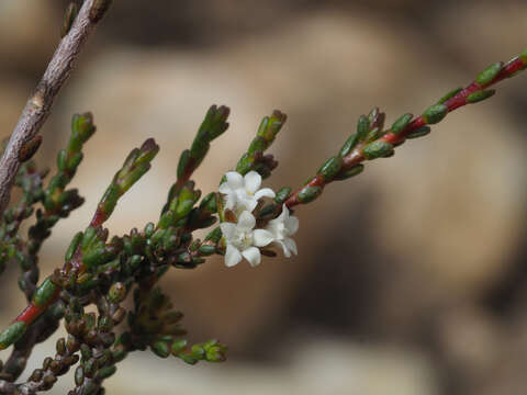 Image of Euchaetis elsieae I. J. M. Williams