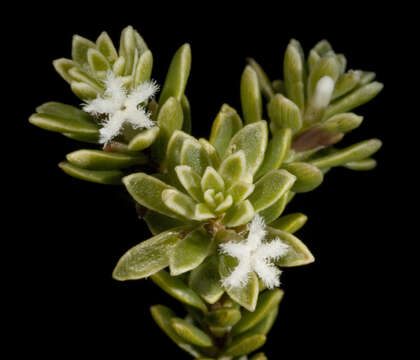 Image of Leucopogon flavescens Sond.