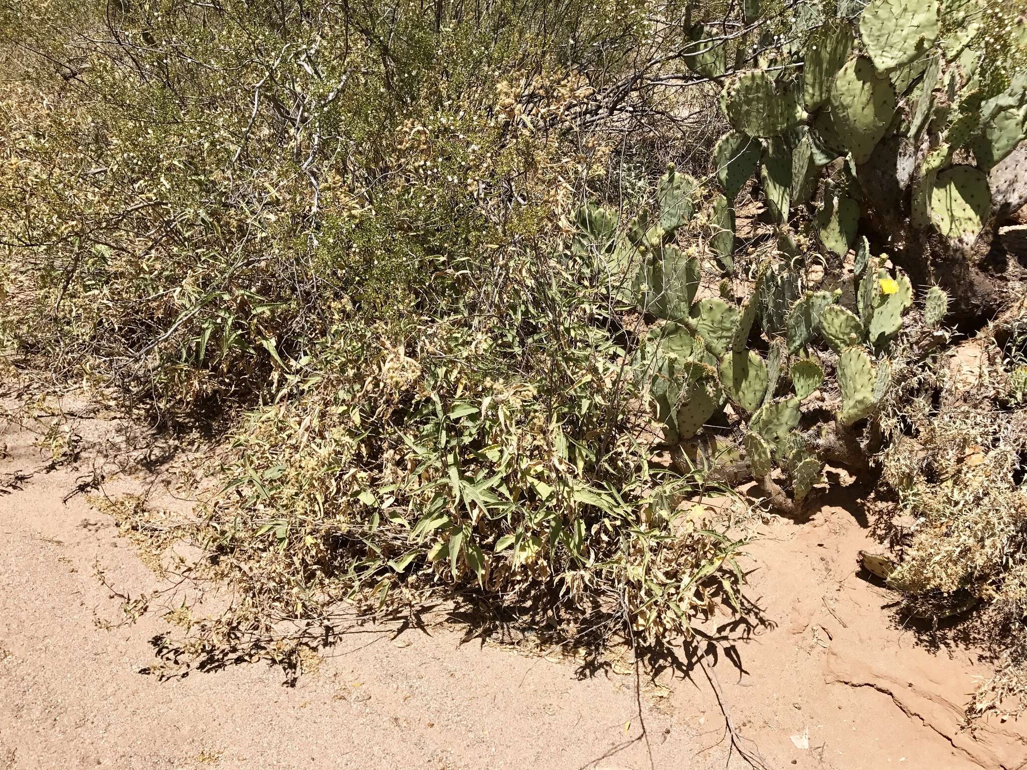 Image of Ambrosia-leaf Bursage