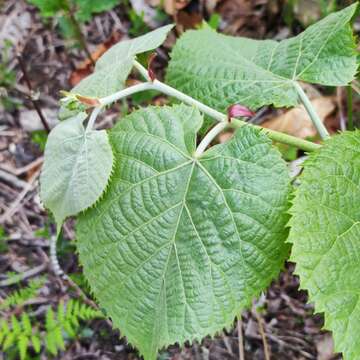 Image of Manchurian lime