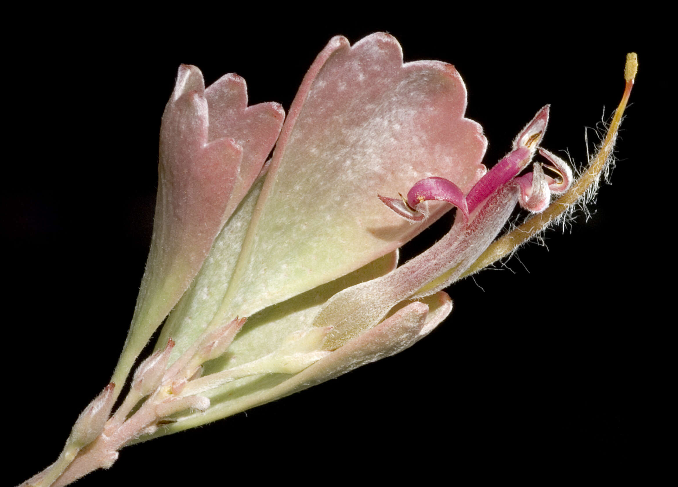 Imagem de Adenanthos cuneatus Labill.