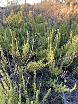 Image of cutleaf goosefoot