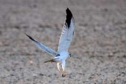 Image of Pallid Harrier