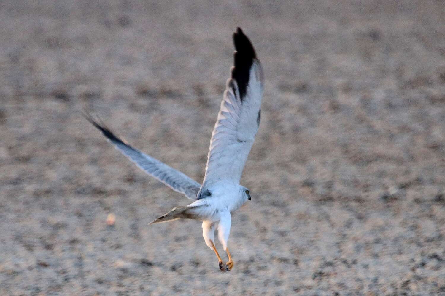 Image of Pallid Harrier