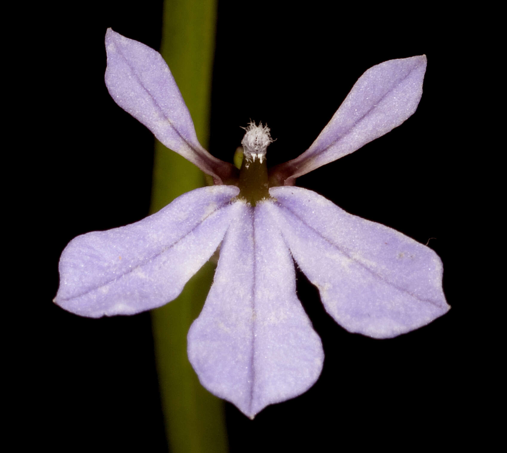 Image of Lobelia anceps L. fil.