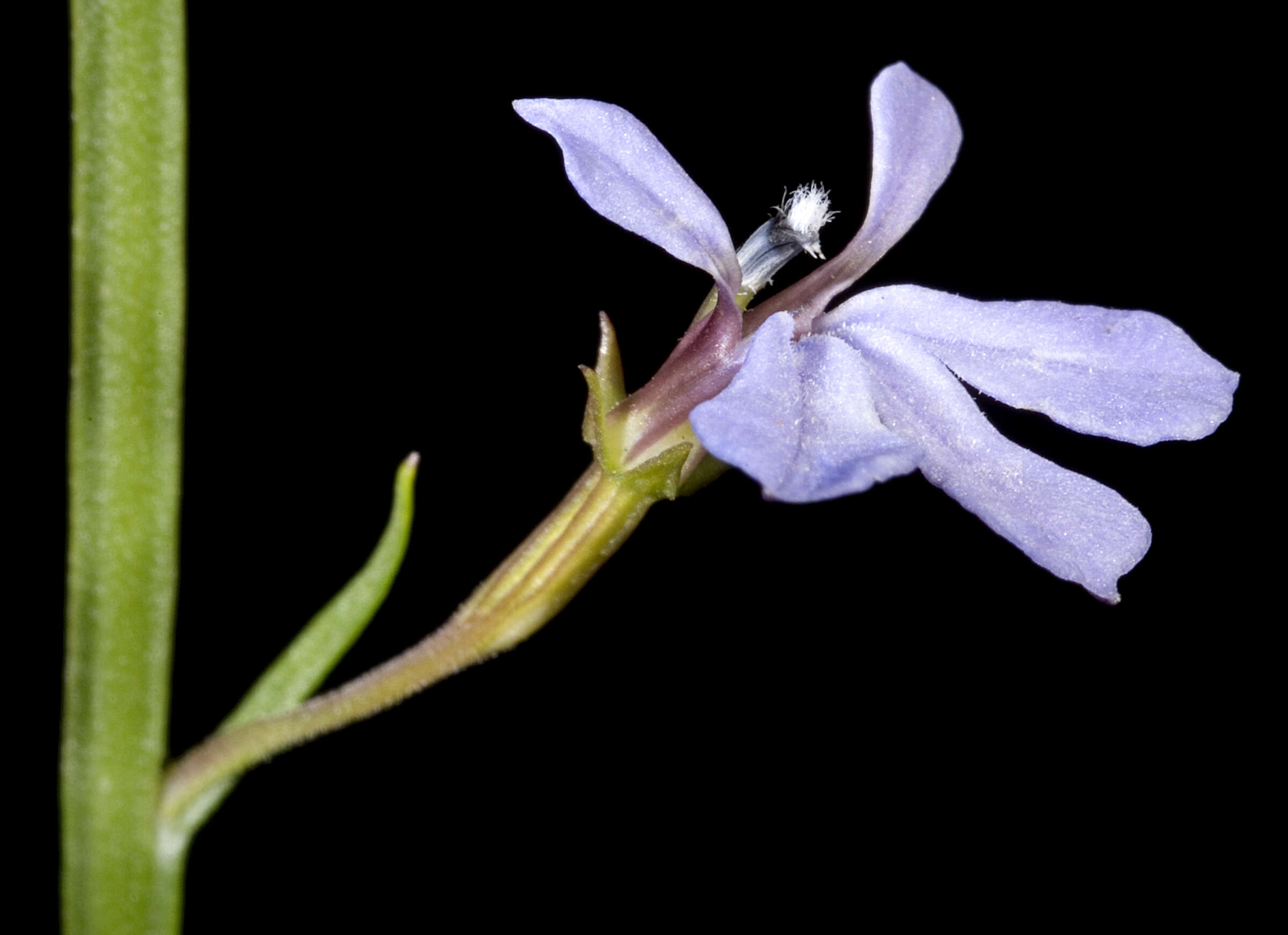 Image de Lobelia anceps L. fil.