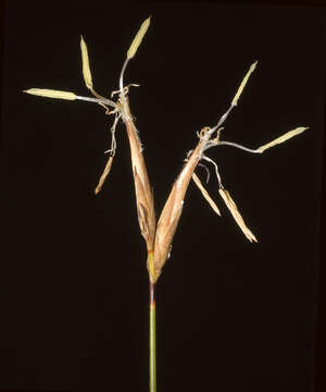 Image of Schoenus pedicellatus (R. Br.) Roem. & Schult.