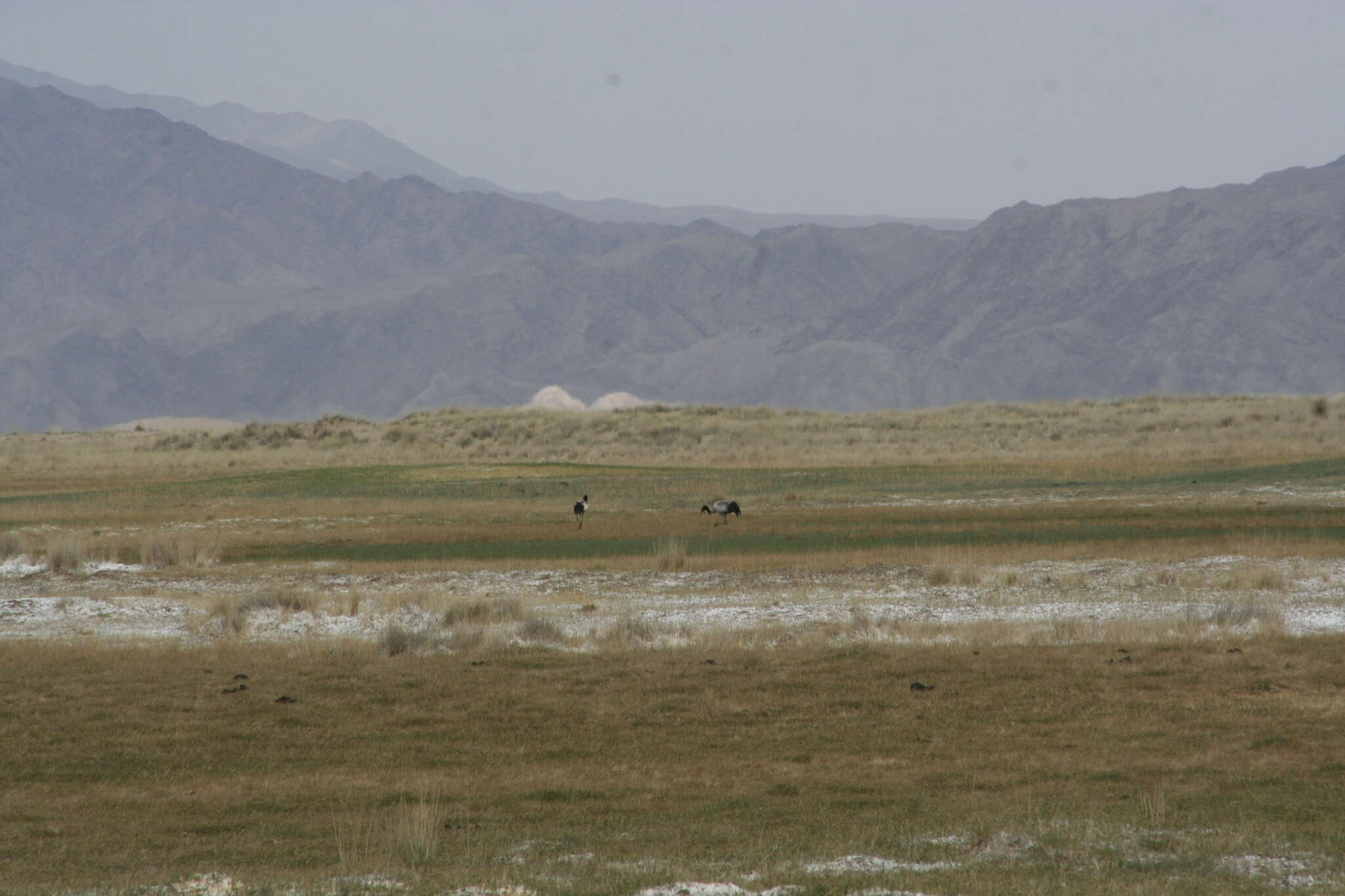 Image of Black-necked Crane