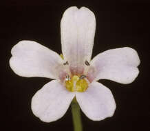 Plancia ëd Bacopa monnieri (L.) Pennell