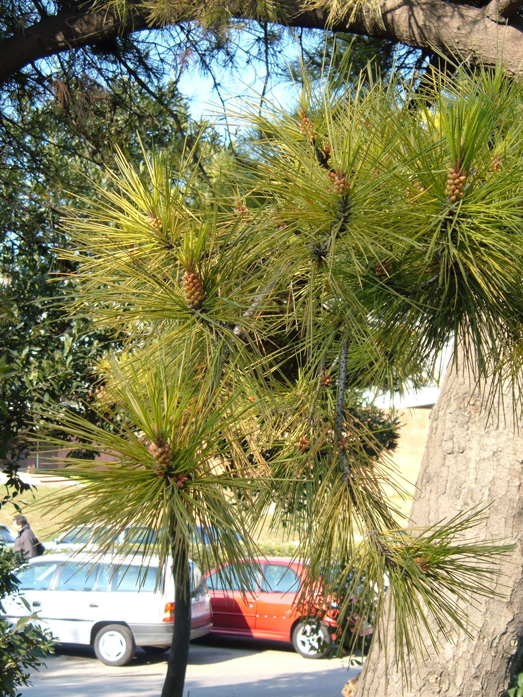 Image of Cedros Island Pine