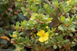 Image of Hibbertia cuneiformis (Labill.) Smith