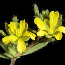 Image of Hibbertia diamesogenos (Steud.) J. R. Wheeler