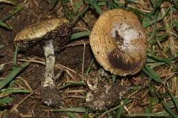 Слика од Psilocybe mescaleroensis Guzmán, Walstad, E. Gándara & Ram.-Guill. 2007