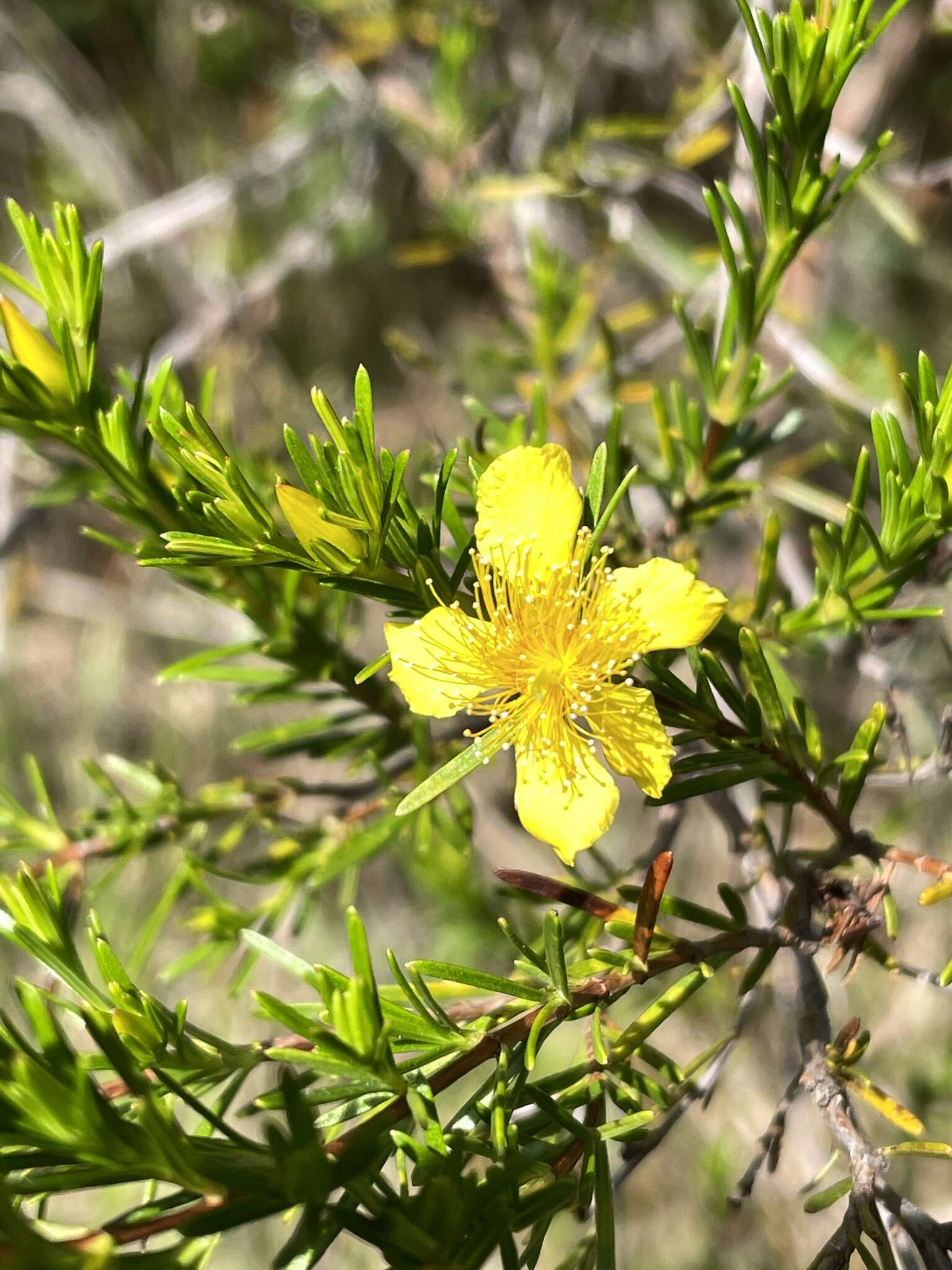 Image of Apalachicola St. John's-Wort