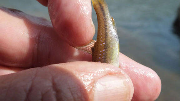 Image of Orange-fin barb