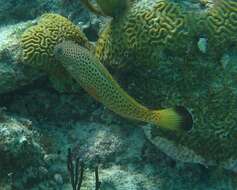 Epinephelus guttatus (Linnaeus 1758) resmi