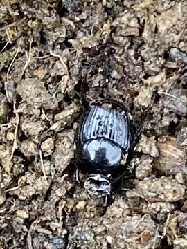 Image of Onthophagus (Gibbonthophagus) atripennis Waterhouse 1875