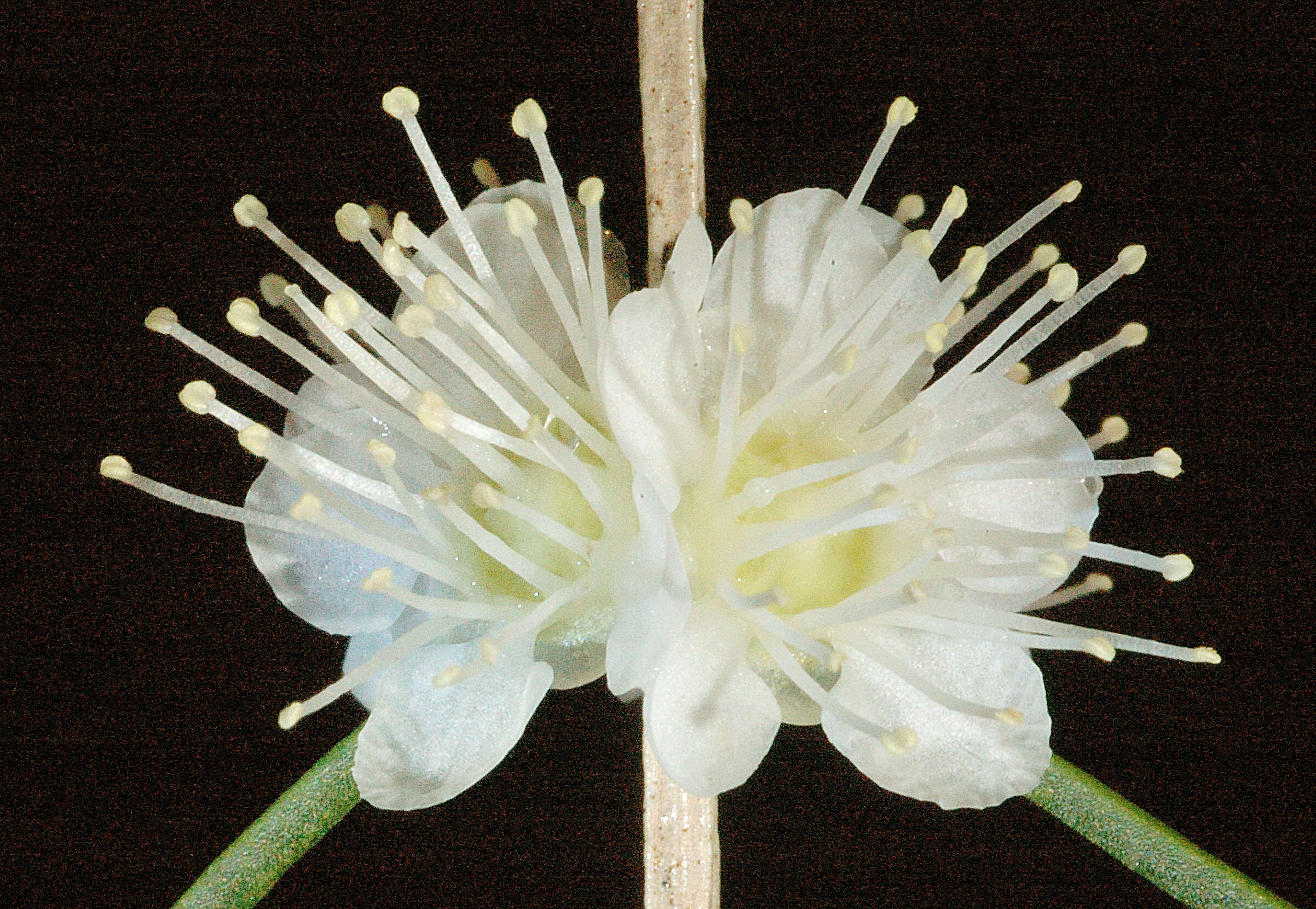 Image of Hypocalymma angustifolium Schau.