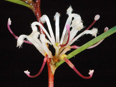 Image de Hakea trifurcata (Sm.) R. Br.