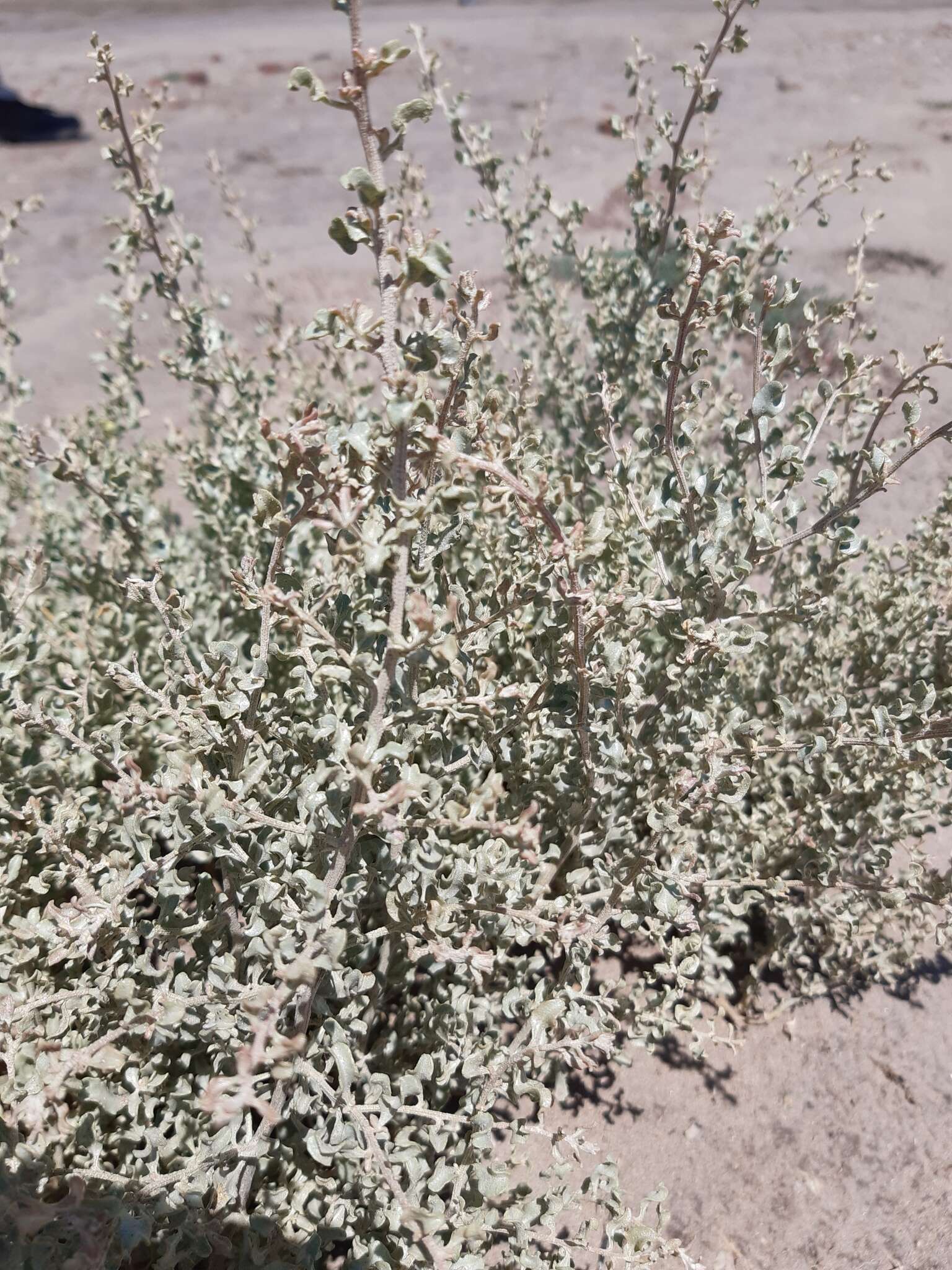 Image of wavy-leaved saltbush