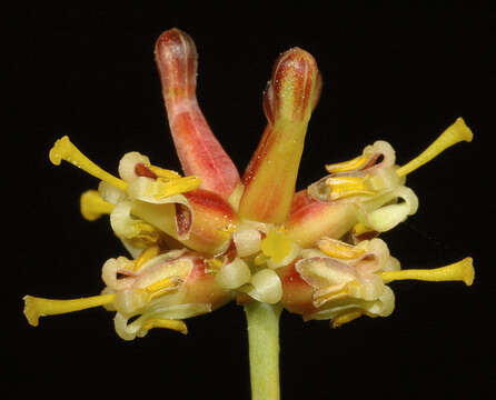 Image of Stirlingia latifolia (R. Br.) Steudel