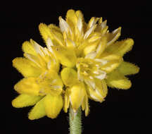 Image of Conostylis aculeata R. Br.