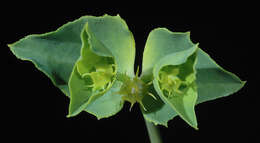 Image of Geraldton carnation weed