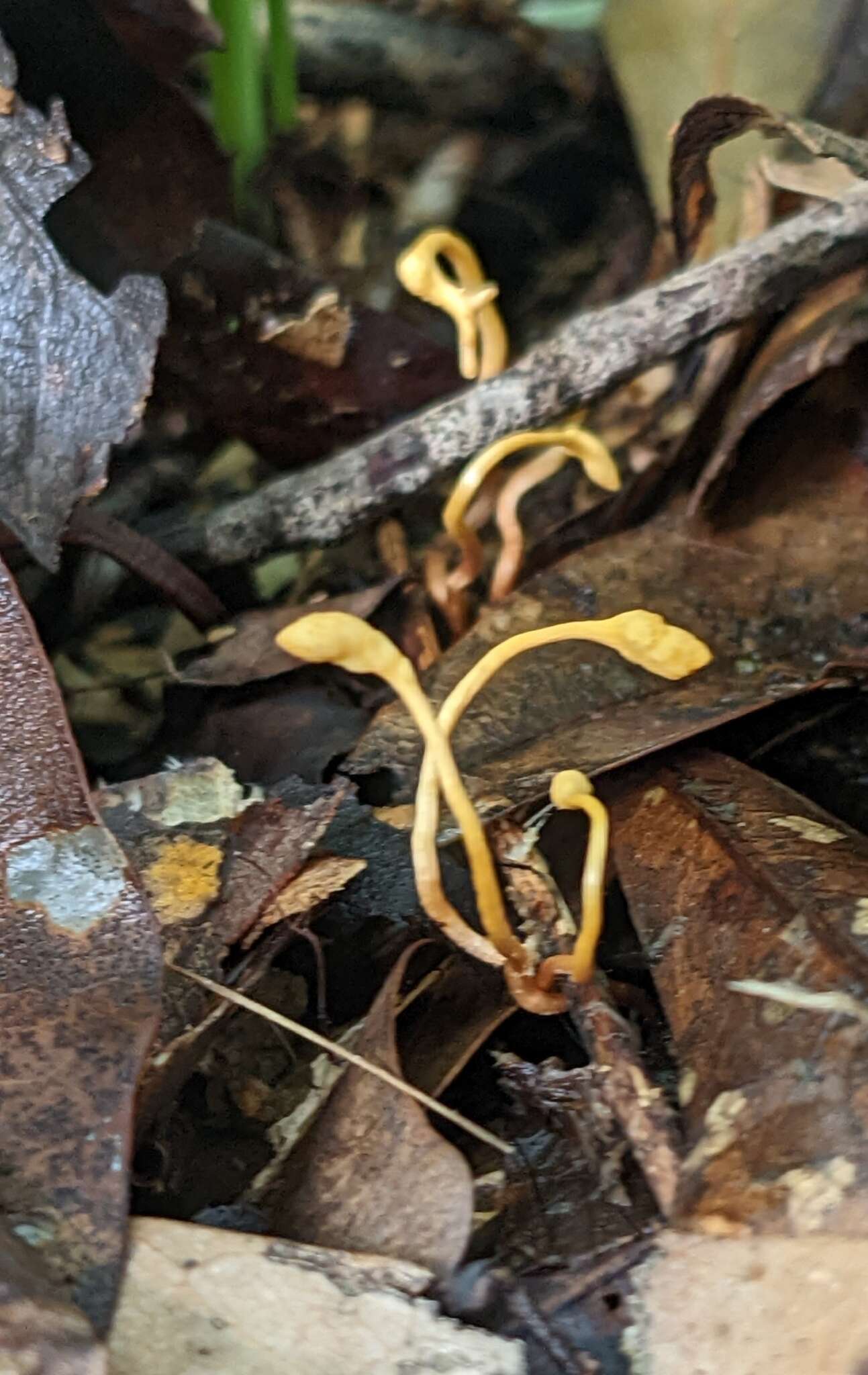 Image of Ophiocordyceps sphecocephala (Klotzsch ex Berk.) G. H. Sung, J. M. Sung, Hywel-Jones & Spatafora 2007