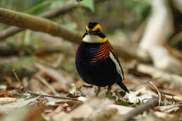 Image of Malayan Banded Pitta