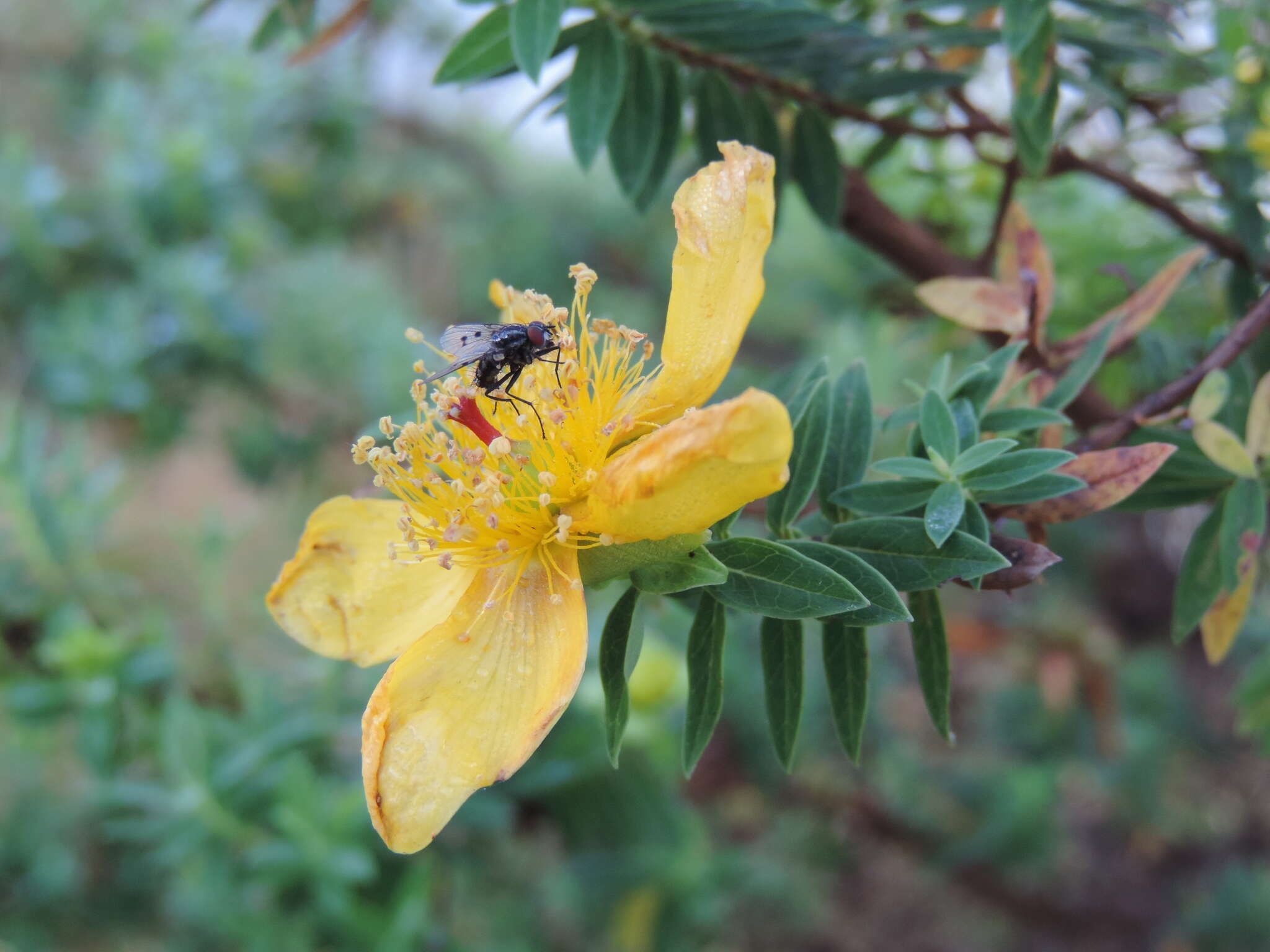 Image of Hypericum revolutum Vahl