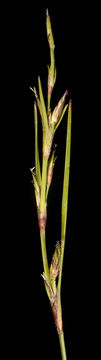 Image of bog-rush