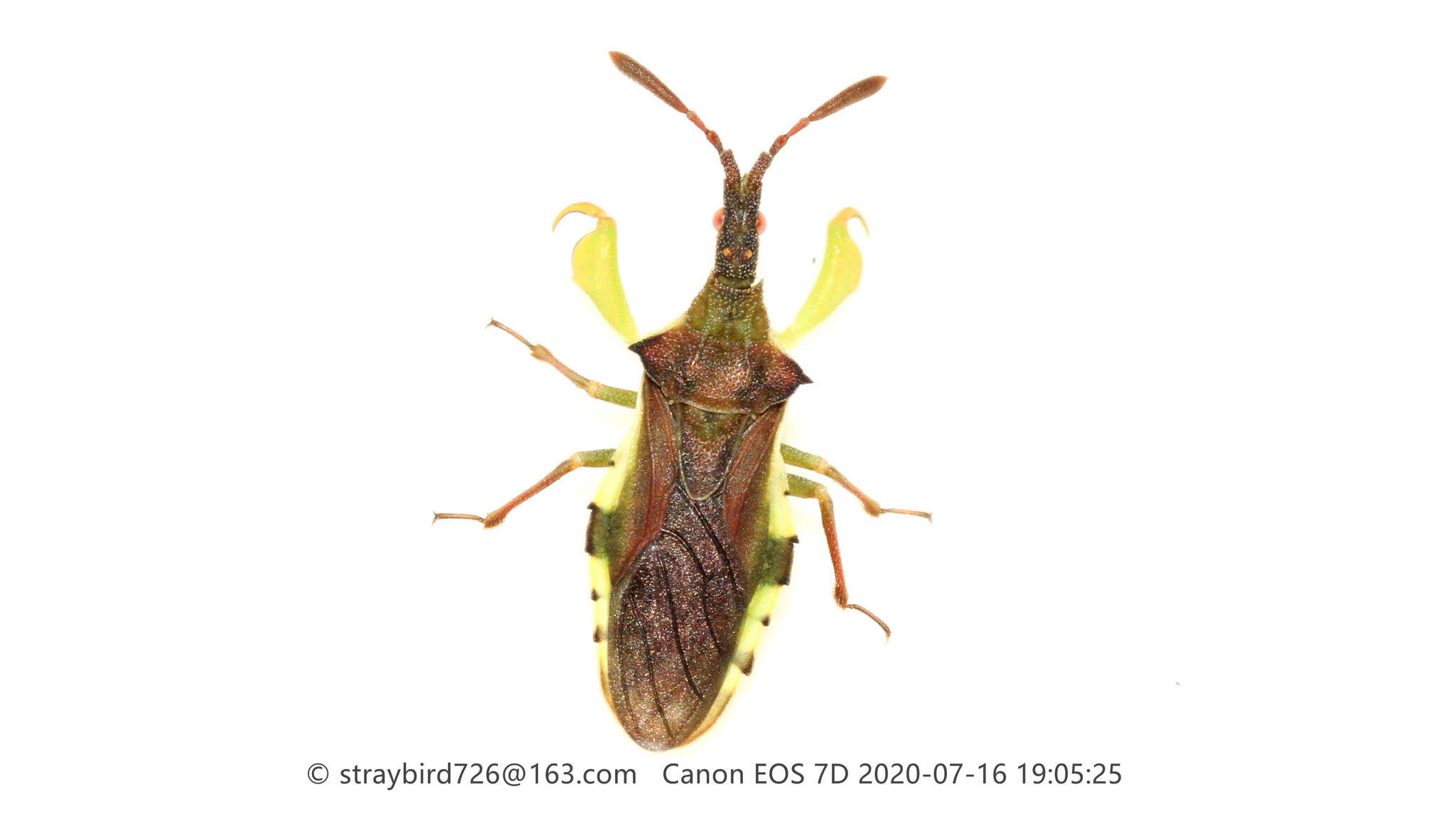 Plancia ëd Cnizocoris sinensis Kormilev 1957