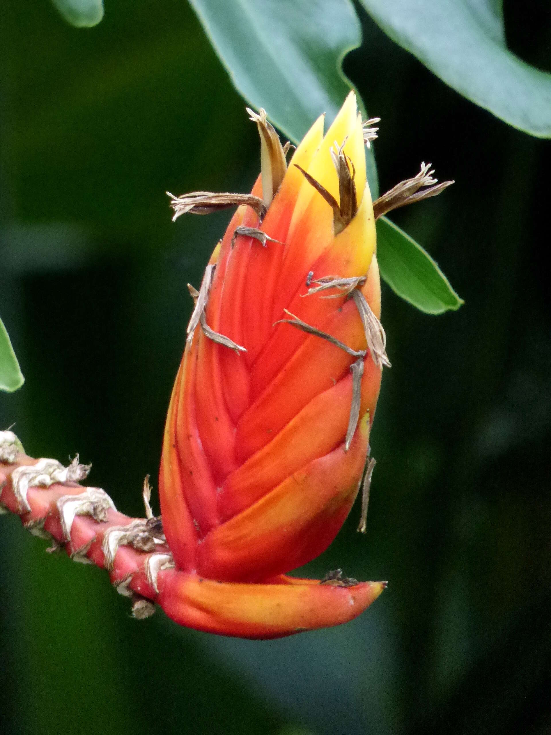 Image of Heliconia episcopalis Vell.