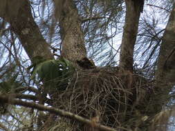 Image of Gundlach's Hawk