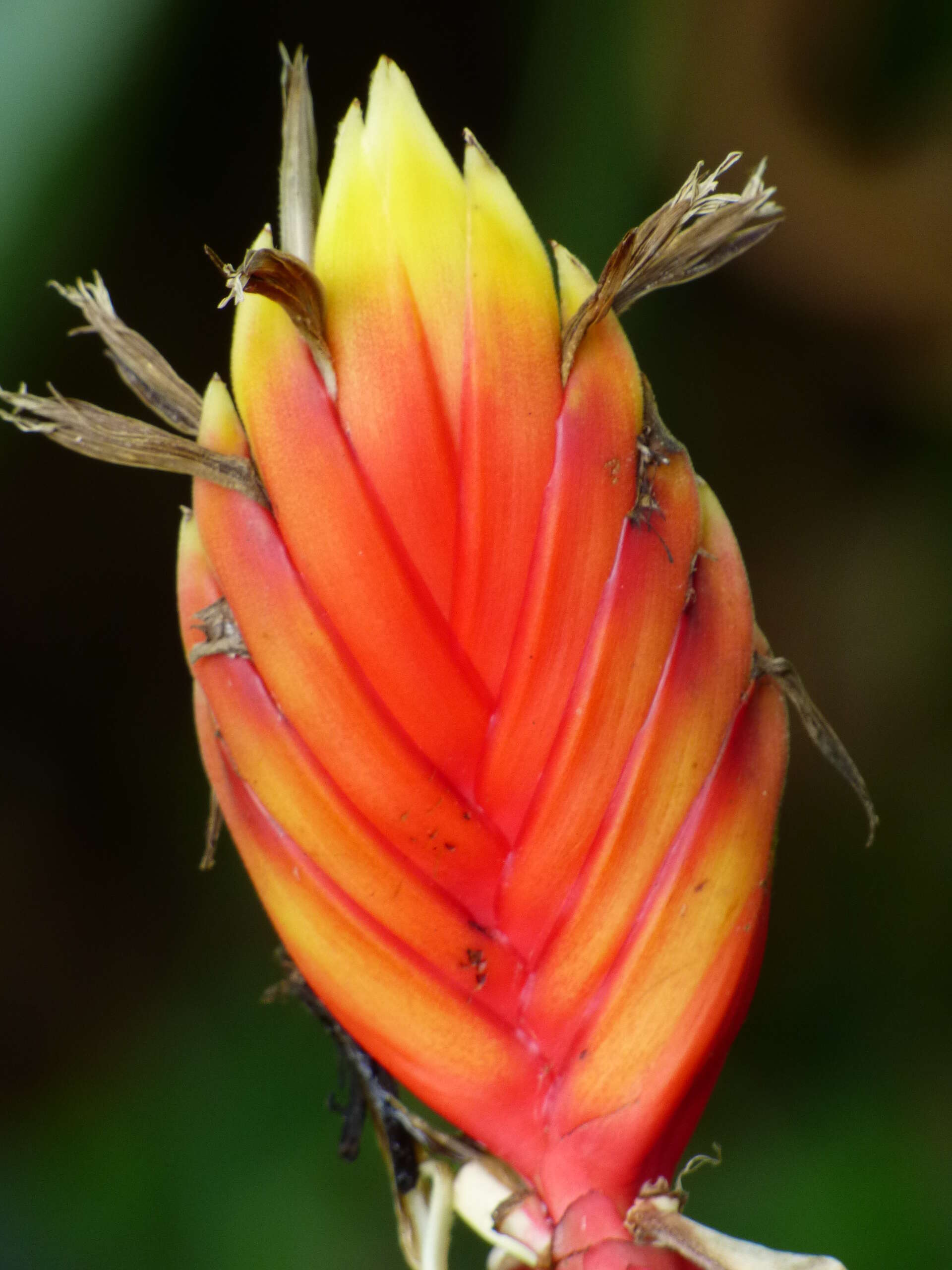 Image of Heliconia episcopalis Vell.