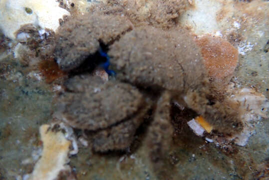 Image of hairy stone crabs