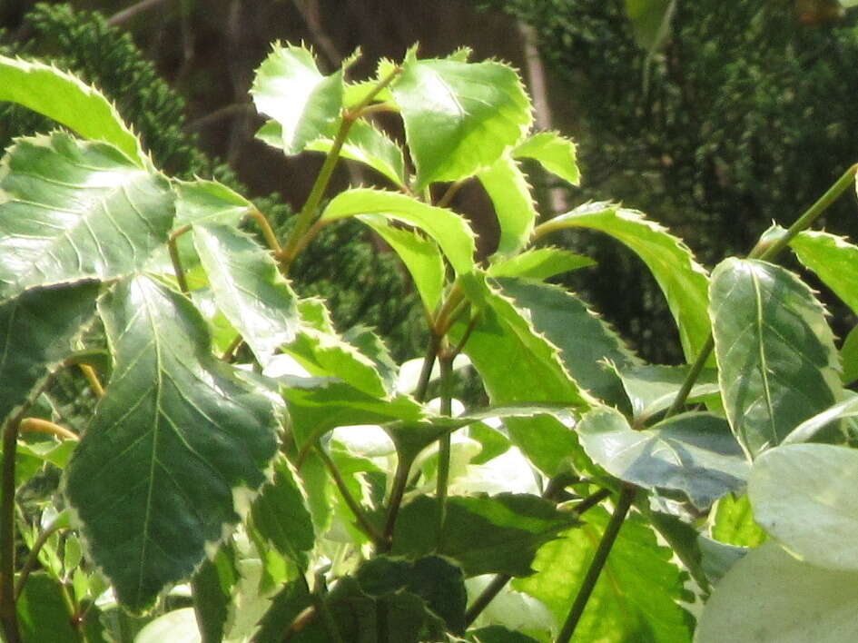 Image of Mussaenda philippica A. Rich.