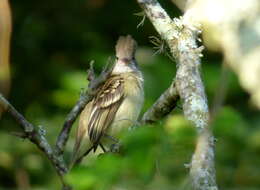 Elaenia flavogaster (Thunberg 1822) resmi