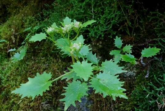 Image of Hylotelephium populifolium (Pall.) H. Ohba