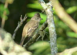 Elaenia flavogaster (Thunberg 1822) resmi