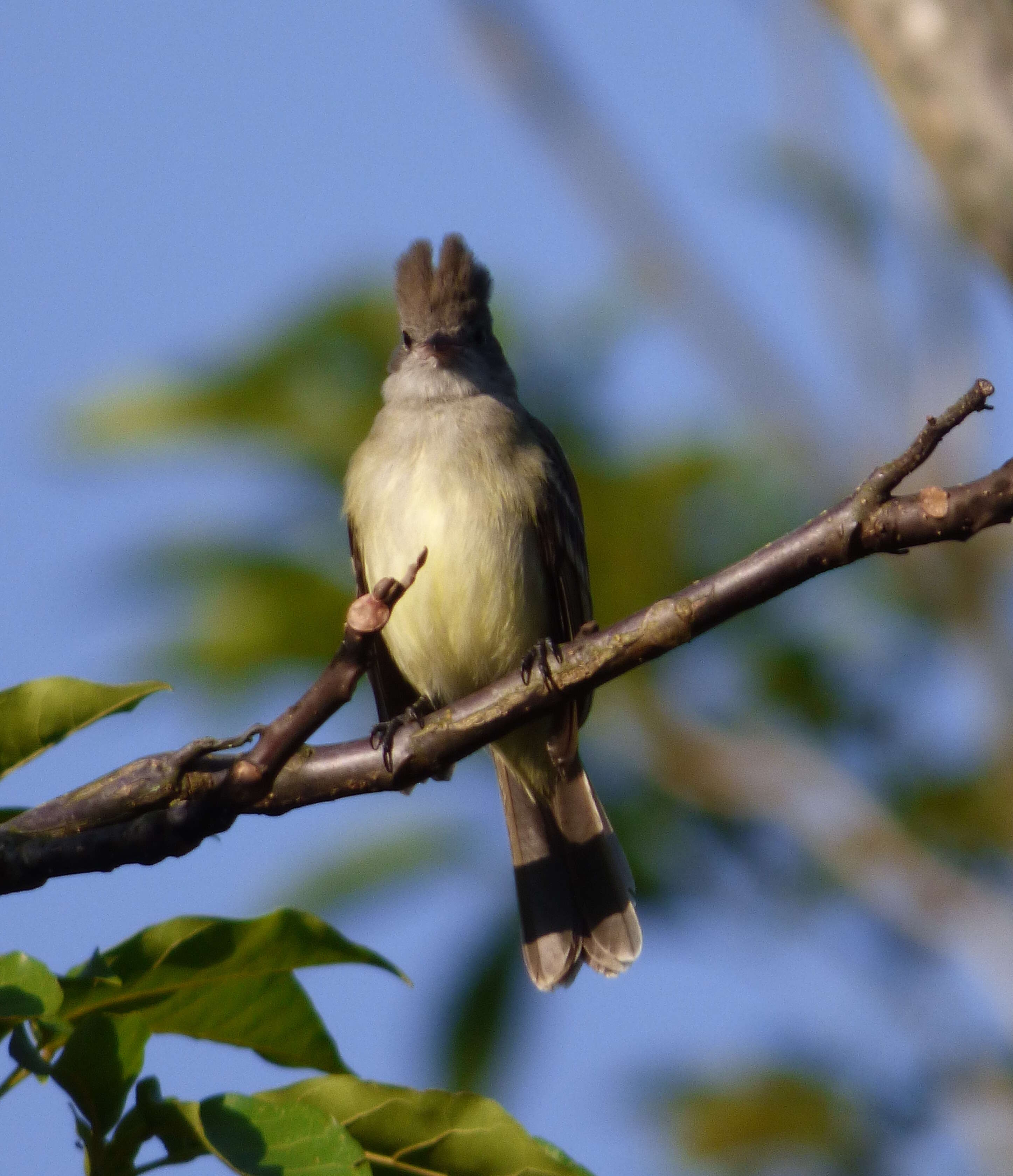 Elaenia flavogaster (Thunberg 1822) resmi