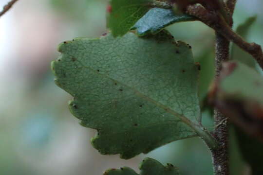 Image de Nothofagus menziesii (Hook. fil.) Oerst.