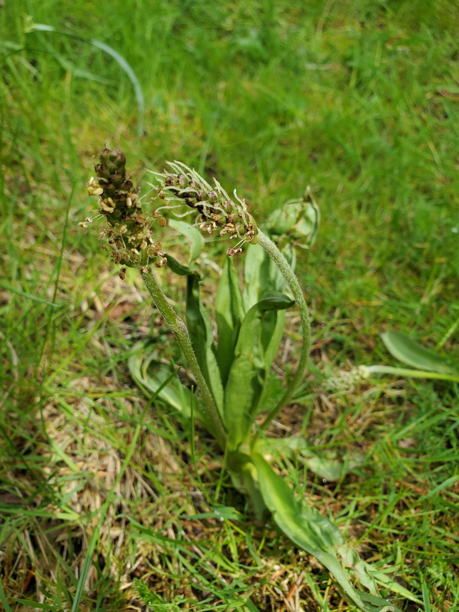 Plantago macrocarpa Cham. & Schltdl. resmi