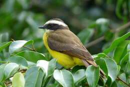 Image of Rusty-margined Flycatcher