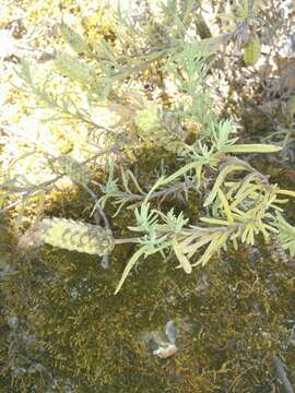 Imagem de Lavandula stoechas L.